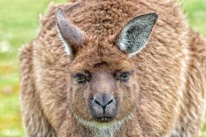 Puzzled kangaroo portrait close up portrait photo