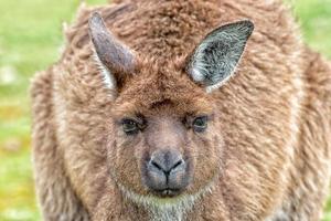 Puzzled kangaroo portrait close up portrait photo