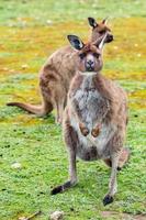 Kangaroo looking at you on the grass background photo
