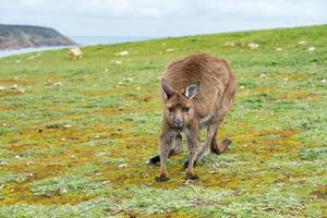 Kangaroo looking at you on the grass photo