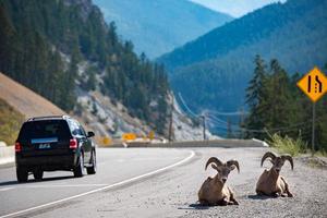 Big Horn near highway portrait photo