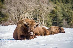 european bison family on snow photo