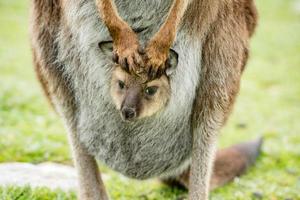 retrato de madre e hijo canguro foto