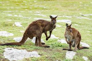 Kangaroos mother father and son portrait close up photo