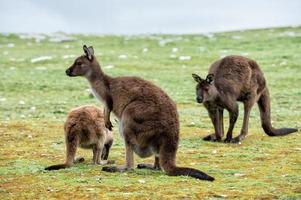 Kangaroos mother father and son portrait photo