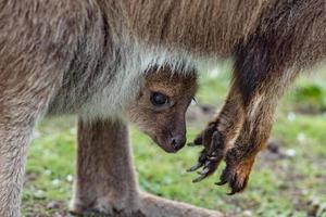 Kangaroo mother and son portrait photo