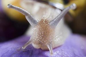 Isolated snail close up portrait on violet background photo