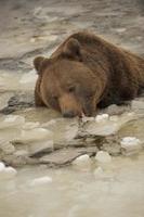 A black bear brown grizzly portrait in the snow while eating ice photo