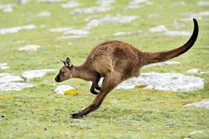 Kangaroo portrait while jumping on grass photo