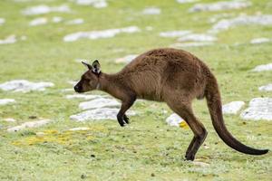 Kangaroo portrait while jumping on grass photo