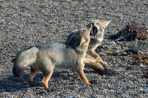 grey fox eating a penguin on the beach photo