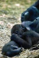 baby gorilla sleeping on mother photo