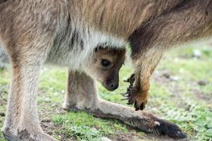 Kangaroos mother and son portrait photo