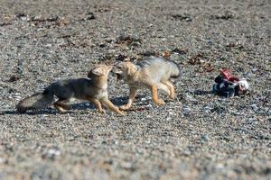 grey fox eating a penguin on the beach photo