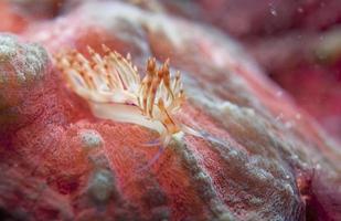 Colorful nudibranch on a hard coral in Sipadan, Borneo, Malaysia photo