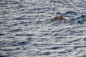 An isolated dolphin jumping in the deep blue sea photo