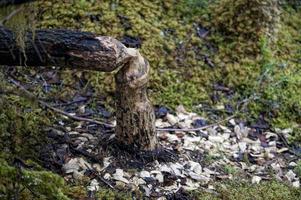 un árbol cortado por un castor foto