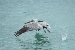 Pelican while flying photo