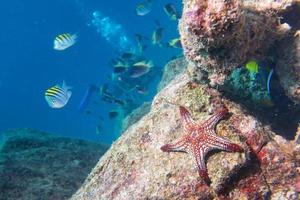 sea stars in a reef colorful underwater landscape photo