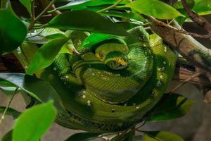 green python on a tree photo