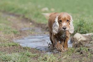 Young cocker spaniel dog looking at you while playing photo