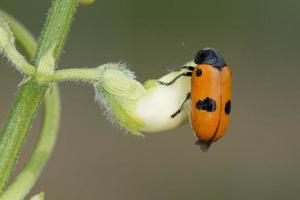 Wet Ladybug macro on brown background photo