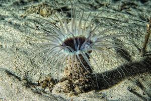 un gusano de flor amarilla de mar submarino ceriantus en cebu filipinas foto