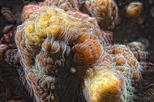 macro detalle de coral duro mientras se bucea en indonesia foto