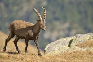 Isolated ibex deer long horn sheep Steinbock
