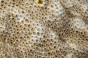 Hard coral macro detail while diving in Indonesia photo