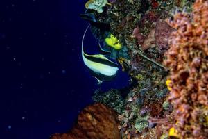 Angel fish looking at you photo