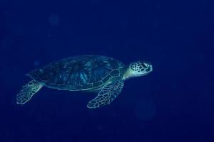 A sea Turtle portrait close up while looking at you photo