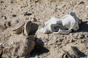 sheep skull and bones on the ground photo