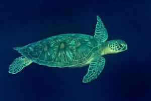 A sea Turtle portrait close up while looking at you photo