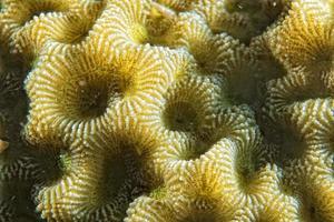 Hard coral macro detail while diving in Indonesia photo