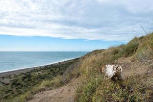 sheep skull and bones on the ground photo