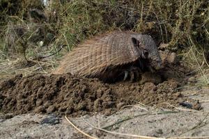 Sud America armadillo close up portrait photo