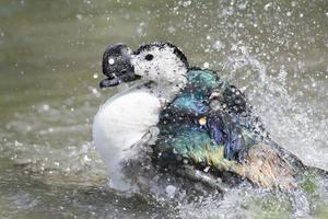 Wild Duck while splashing on water photo