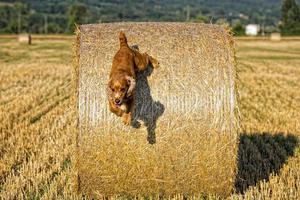 Happy Dog English cocker spaniel while running to you photo