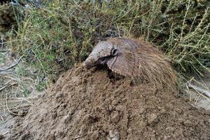 Sud America armadillo close up portrait photo