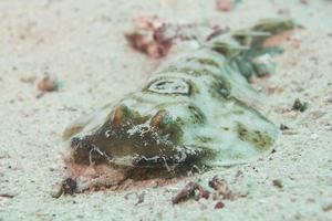 parsnip stingray fish photo