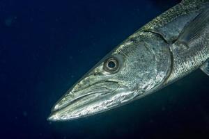 pez barracuda bajo el agua foto