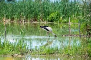 Stork portrait while reflecting on swamp water photo