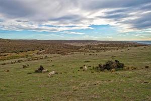 sheep flock on patagonia grass background photo