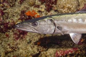 pez barracuda bajo el agua foto