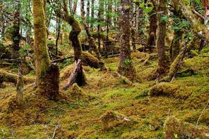 Moss covered forest path photo