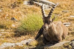 Isolated ibex deer long horn sheep Steinbock photo