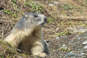 Marmot portrait while looking at you photo