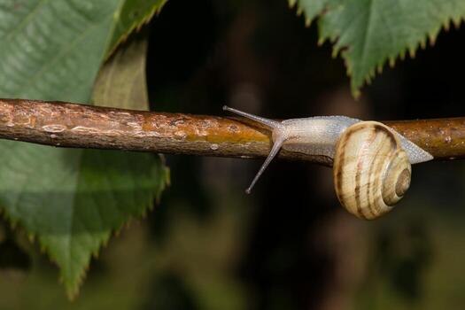 Snail on a tree branch over green leaf background photo