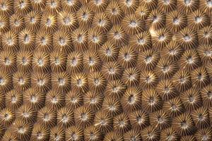 Hard coral macro detail while diving in Indonesia photo